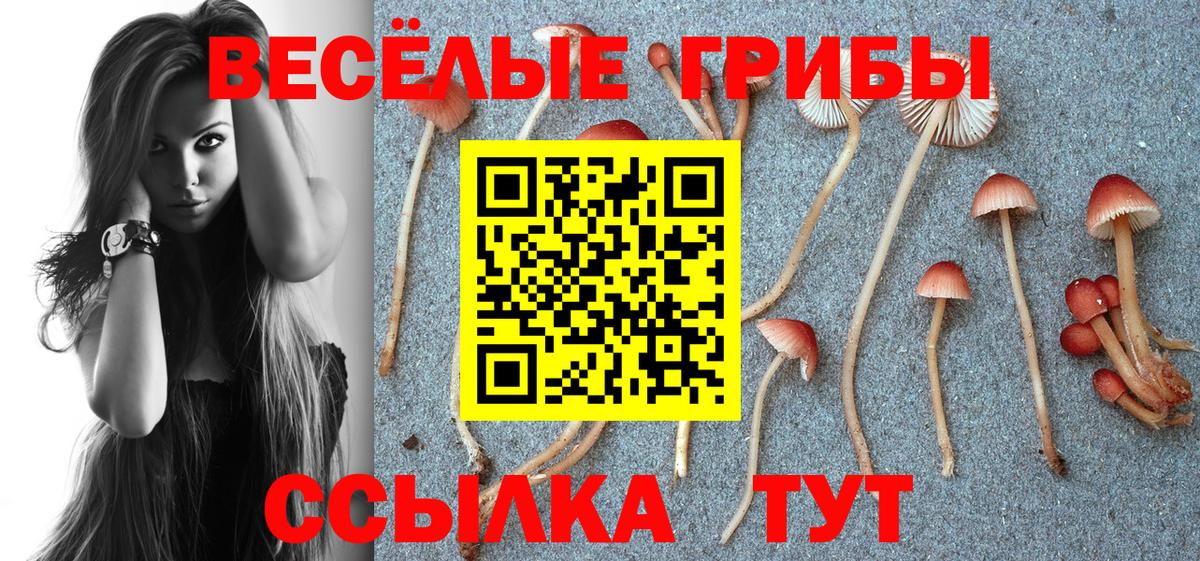 купить наркоту  Псилоцибиновые грибы GOLDEN TEACHER  Вход с VPN  Волгодонск 